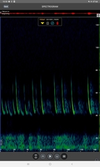 Pipistrellus nathusii
