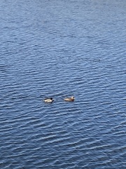Anas platyrhynchos