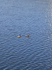 Anas platyrhynchos