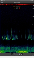 Pipistrellus nathusii
