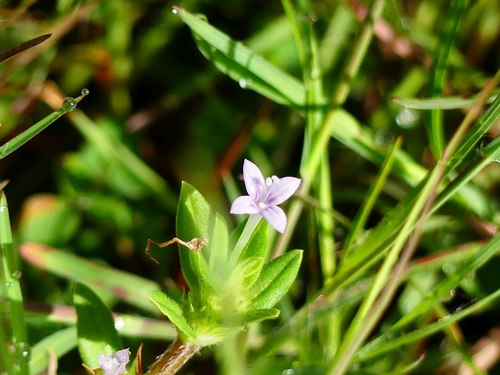 Spermacoce hispida observed 2021-10-31