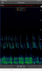 Pipistrellus nathusii