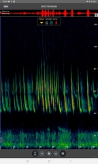 Pipistrellus nathusii