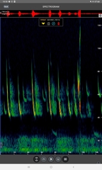 Pipistrellus nathusii
