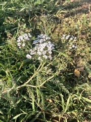 Achillea millefolium
