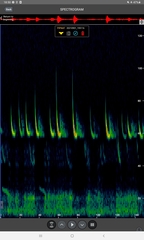 Pipistrellus nathusii