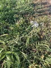 Achillea millefolium