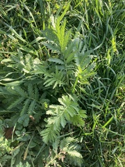 Tanacetum vulgare