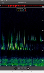 Pipistrellus nathusii