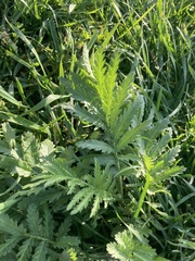 Tanacetum vulgare