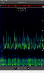 Pipistrellus nathusii