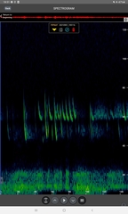 Pipistrellus nathusii