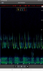 Pipistrellus nathusii