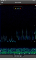 Pipistrellus nathusii