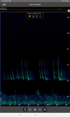 Pipistrellus nathusii