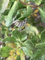 Euphydryas chalcedona