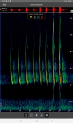 Pipistrellus nathusii