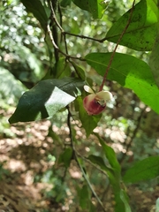 Pseuduvaria mulgraveana