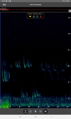 Pipistrellus nathusii