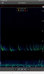 Pipistrellus nathusii