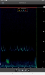 Pipistrellus nathusii