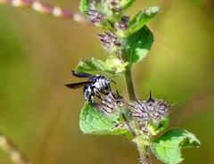 Pachyanthidium lachrymosum