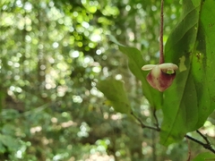 Pseuduvaria mulgraveana