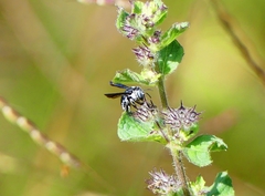 Pachyanthidium lachrymosum