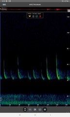 Pipistrellus nathusii