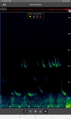 Pipistrellus nathusii