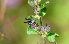 Pachyanthidium lachrymosum