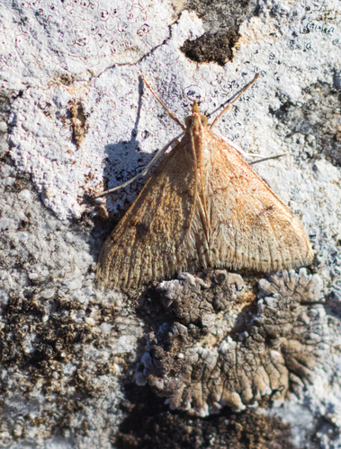 Pyrausta pavidalis