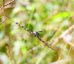 Pachyanthidium lachrymosum