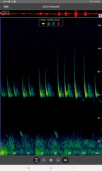 Pipistrellus nathusii