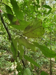 Pseuduvaria mulgraveana