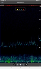 Pipistrellus nathusii