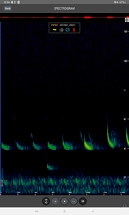 Pipistrellus nathusii
