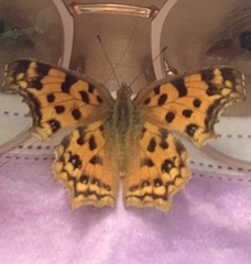 Polygonia c-aureum lunulata