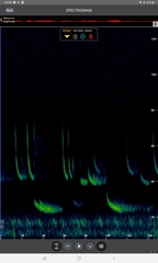 Pipistrellus nathusii