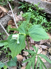Trillium