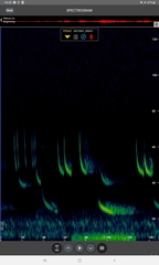 Pipistrellus nathusii