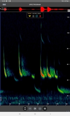 Pipistrellus nathusii