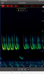 Pipistrellus nathusii
