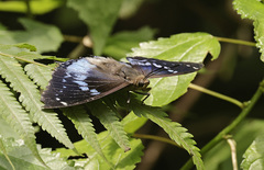 Charaxes smaragdalis kagera