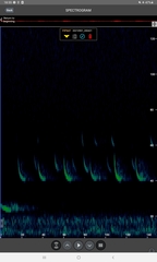 Pipistrellus nathusii