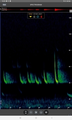 Pipistrellus nathusii
