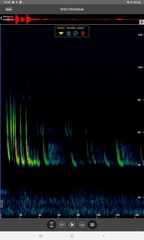 Pipistrellus nathusii