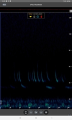 Pipistrellus nathusii