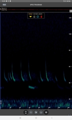 Pipistrellus nathusii