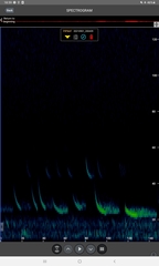 Pipistrellus nathusii